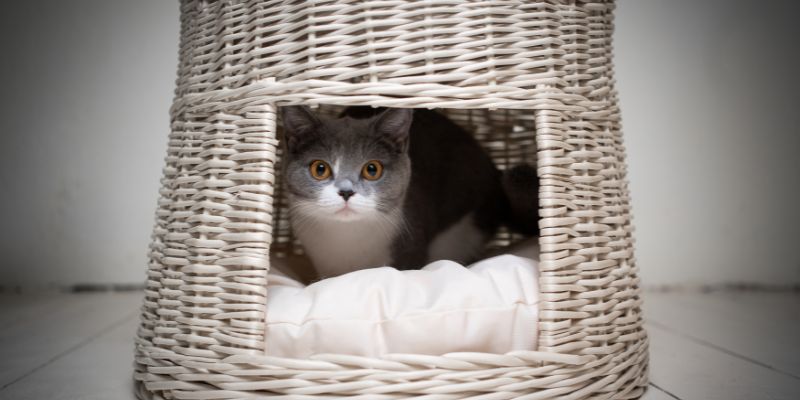 grey cat hiding in cat bed