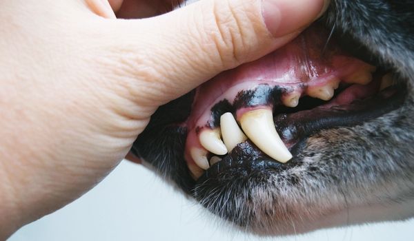 mouth cancer in animals