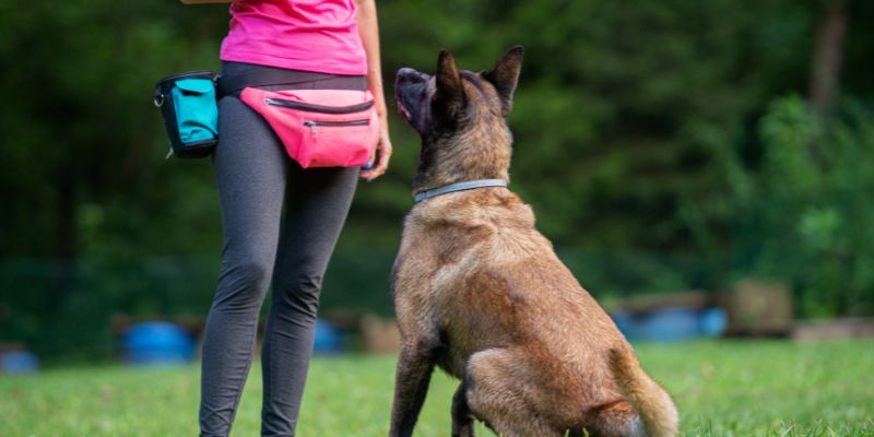 Animal Courses Direct Gives Aspiring Animal Professionals Hope During Cost Of Living Crisis Animal Courses Direct Gives Aspiring Animal Professionals Hope During Cost Of Living Crisis