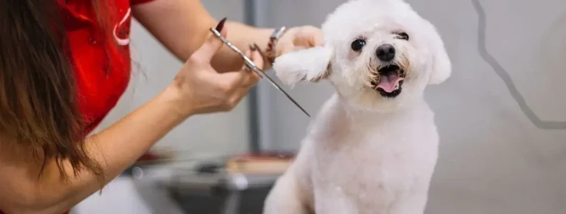 How to Be a Dog Groomer: Step-by-Step Guide