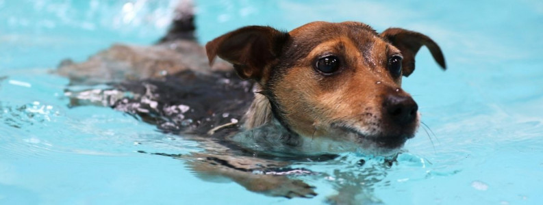 Animal Hydrotherapy and Physiotherapy Courses | learndirect