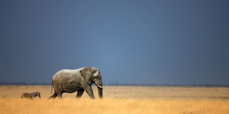 Elephant Studies