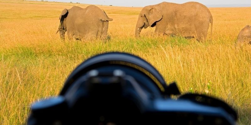 Wildlife photography courses online