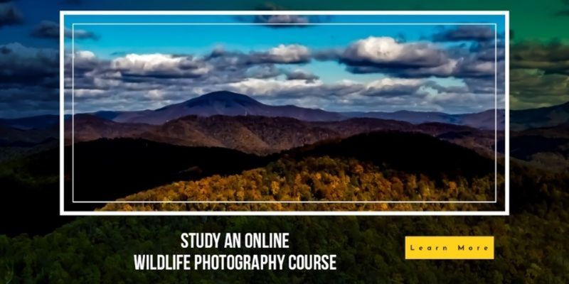 learndirect photography courses